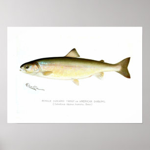 Kvinnlig Sunapee forell Poster