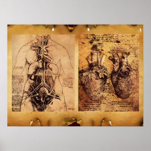 Kvinnlig torso / hjärta och dess blodkärl poster