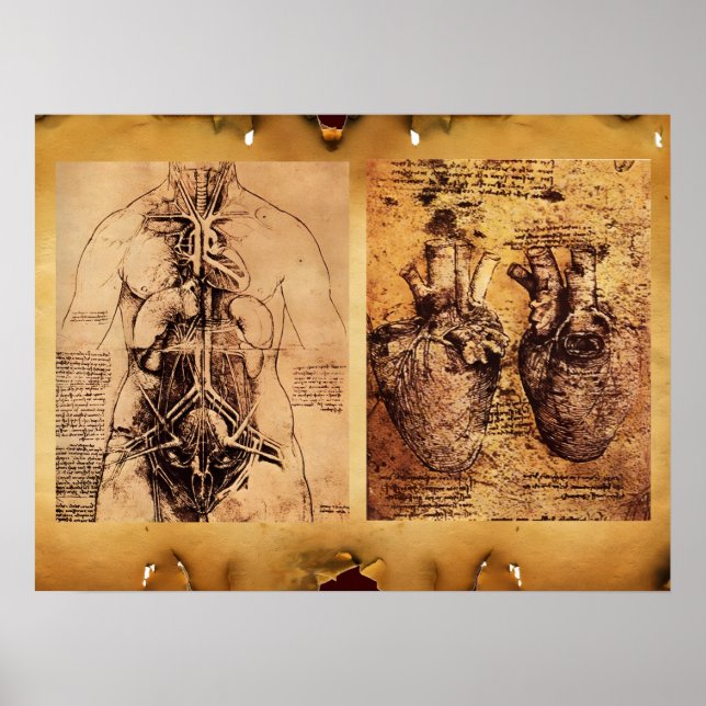 Kvinnlig torso / hjärta och dess blodkärl poster (Framsidan)