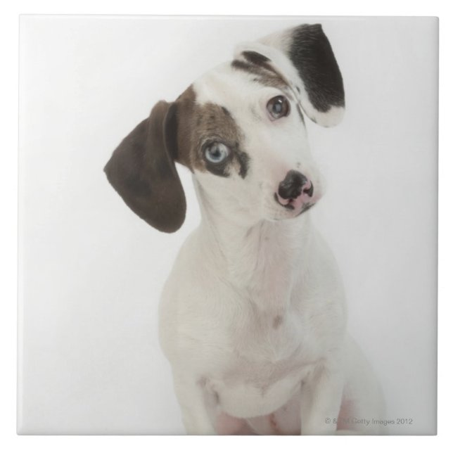 Kvinnlig valp för tax/för Chihuahua Kakelplatta (Framsidan)