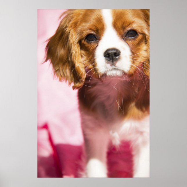 Kvinnlig Valp King Charles Spaniel Affisch (Framsidan)