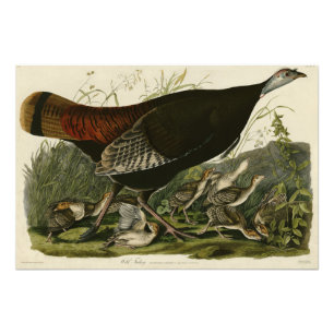 Kvinnlig Vild Turkiet från Audubon's Birds of Amer Fototryck