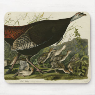 Kvinnlig Vild Turkiet från Audubon's Birds of Amer Musmatta