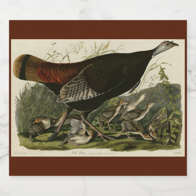 Kvinnlig Vild Turkiet från Audubon's Birds of Amer Ölflaska Etikett (Singel etikett)