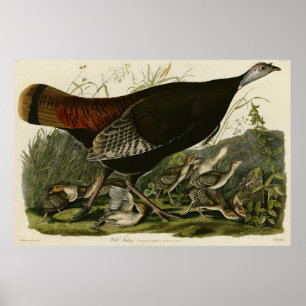Kvinnlig Vild Turkiet från Audubon's Birds of Amer Poster