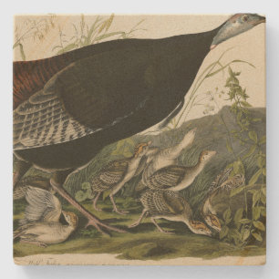 Kvinnlig Vild Turkiet från Audubon's Birds of Amer Stenunderlägg