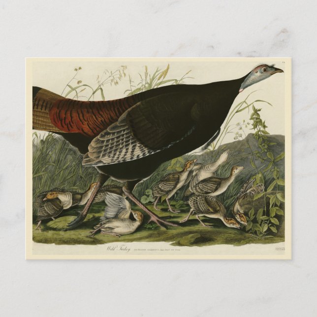 Kvinnlig Vild Turkiet från Audubon's Birds of Amer Vykort (Framsida)