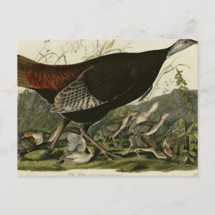 Kvinnlig Vild Turkiet från Audubon's Birds of Amer Vykort
