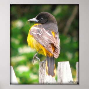 Kvinnliga Baltimore Oriole/tryck Poster