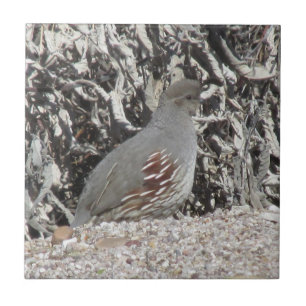 Kvinnliga Gambels Quail Kakelplatta