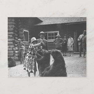 Kvinnliga matande björnar. vykort