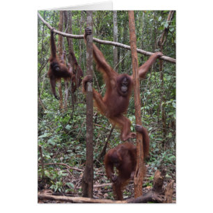 Kvinnliga Orangutans i djungeln av Borneo Hälsningskort