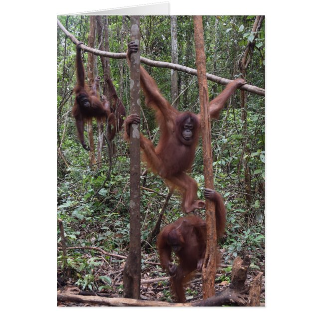 Kvinnliga Orangutans i djungeln av Borneo Hälsningskort (Framsidan)