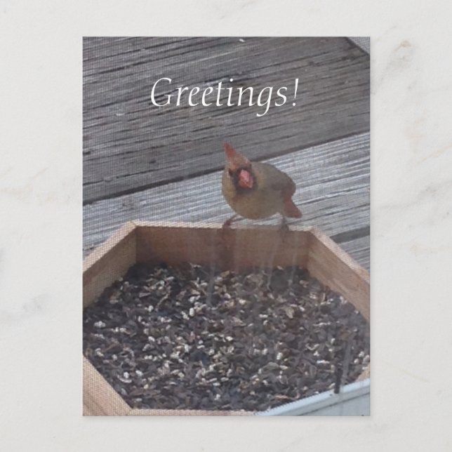 Kvinnligt kardinalfoto vid matarvykort vykort (Framsida)