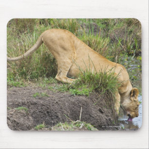 Kvinnligt lejont (pantheraen leo), MasaiMara Musmatta
