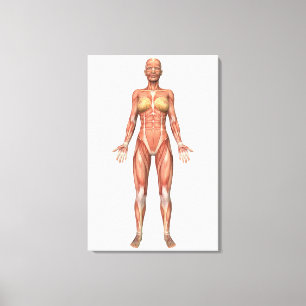 Kvinnligt muskelsystem, framsida canvastryck