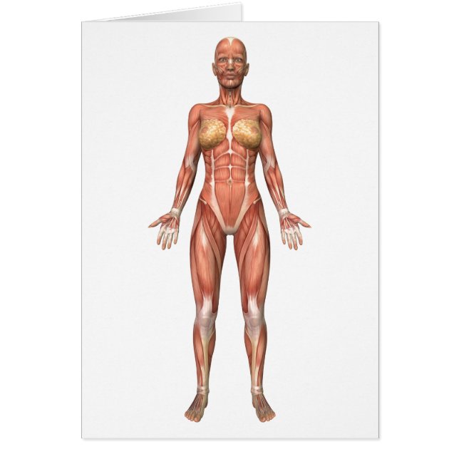 Kvinnligt muskelsystem, framsida hälsningskort (Framsidan)