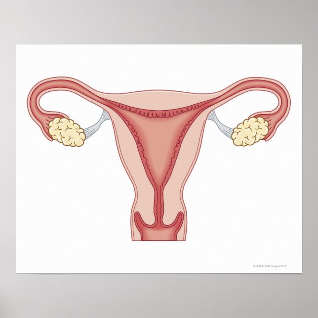 Kvinnligt reproduktionssystem 2 poster (Framsidan)