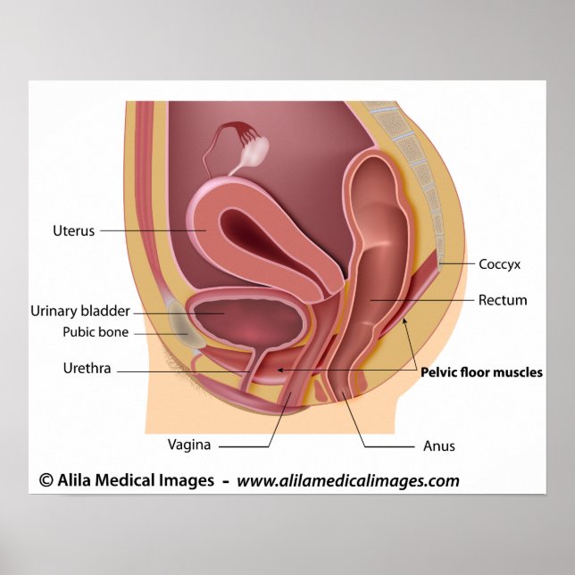 Kvinnligt reproduktionssystem märkt diagram. poster (Framsidan)