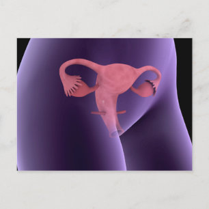 Kvinnligt reproduktivt organ, röntgenvy 2 vykort