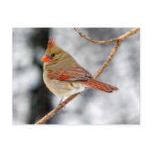 Kvinnligt vykort för norra kardinalerna