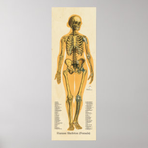 Kvinnor i humant Skeleton Anatomiskt skelettdiagra Poster