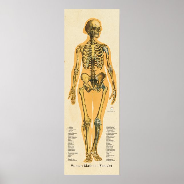 Kvinnor i humant Skeleton Anatomiskt skelettdiagra Poster (Framsidan)