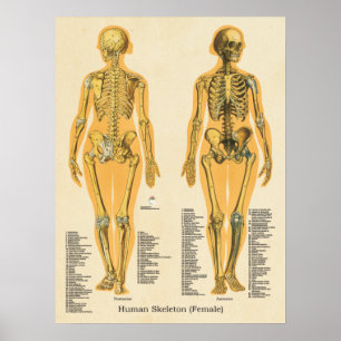 Kvinnor i humant Skeleton Anatomiskt skelettdiagra Poster