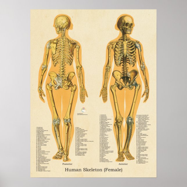 Kvinnor i humant Skeleton Anatomiskt skelettdiagra Poster (Framsidan)