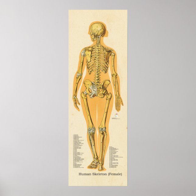 Kvinnor i humant Skeleton Anatomiskt skelettdiagra Poster (Framsidan)