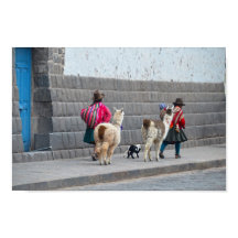 Kvinnor och alpackor, Cusco, Peru