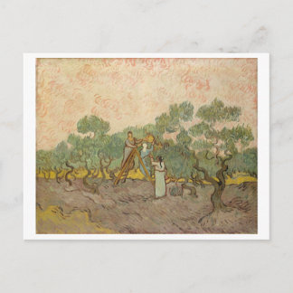 Kvinnor som plockar oliver (F655) Van Gogh Fine Ar Vykort