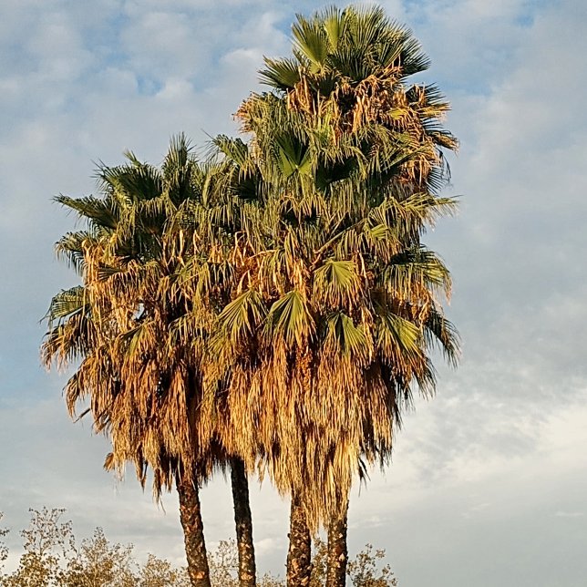 Kvinnos T Shirt (This Is The Bay)