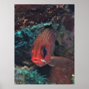 Kvirfisk Porträtt Poster