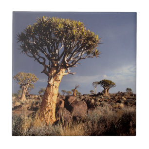 Kvisträd (Aloe Dichotoma) Kakelplatta