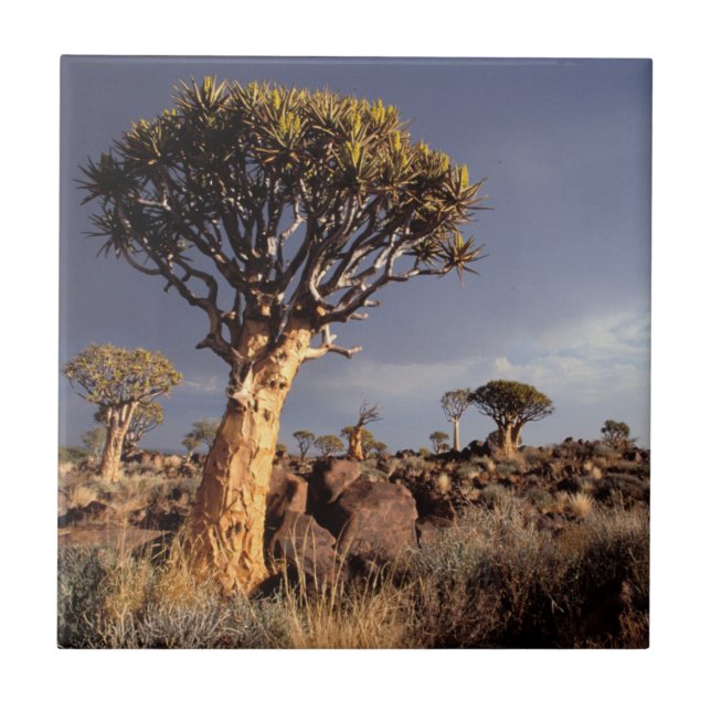 Kvisträd (Aloe Dichotoma) Kakelplatta (Framsidan)