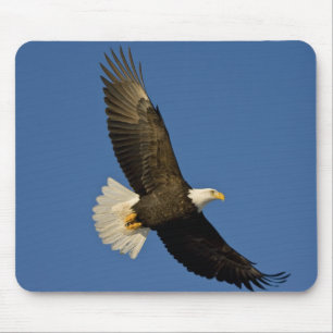 Kvitahuvad havsörn, Haliaeetus leucocephalus, Home Musmatta