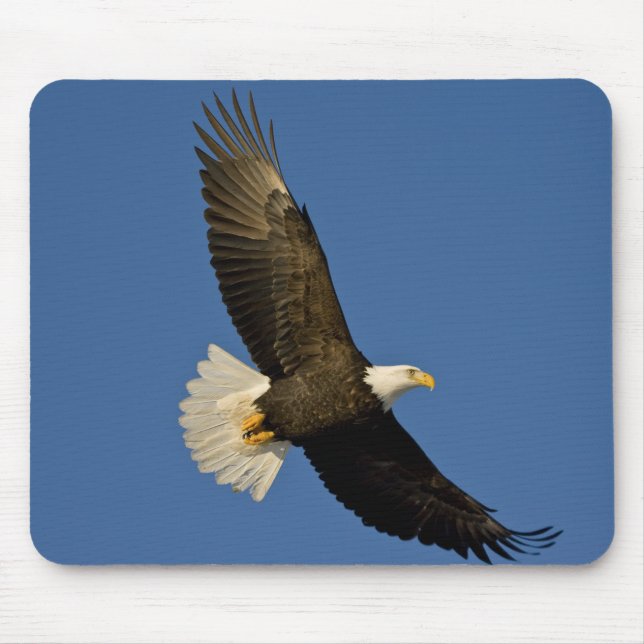 Kvitahuvad havsörn, Haliaeetus leucocephalus, Home Musmatta (Framsidan)