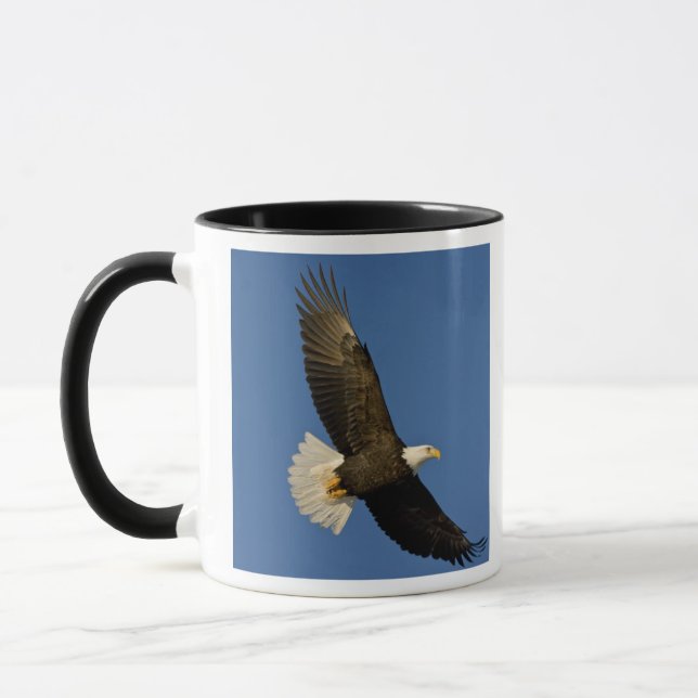 Kvitkronad havsörn, Haliaeetus leucocephalus, Home Mugg (Vänster)