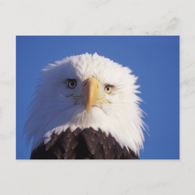 kvitkronad havsörn, Haliaeetus leucocephalus, närb Vykort (Framsida)