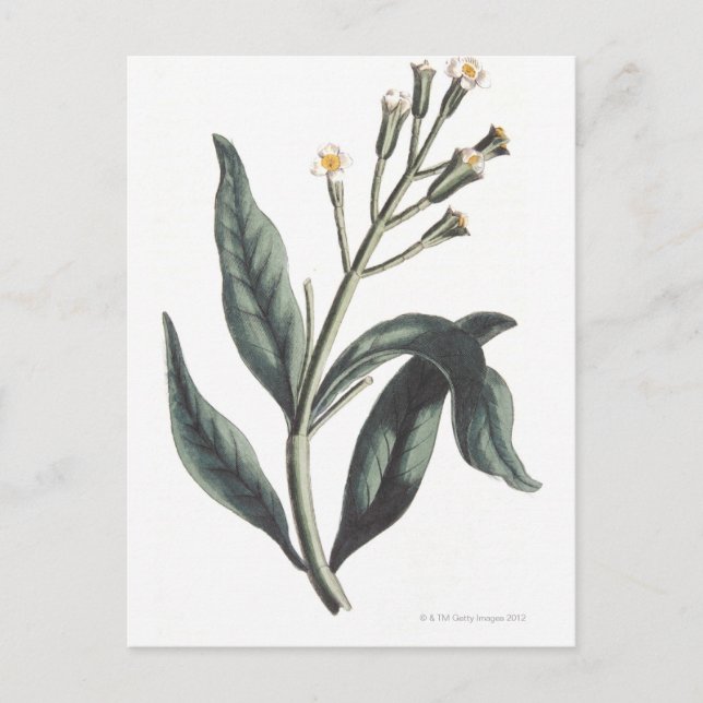 Kvitnejlika Vykort (Framsida)