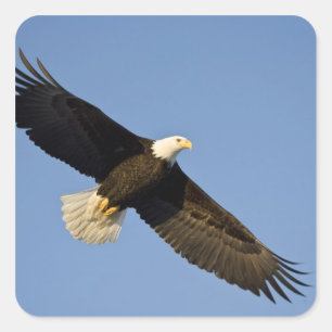 Kvitvingad havsörn, Haliaeetus leucocephalus, Home Fyrkantigt Klistermärke