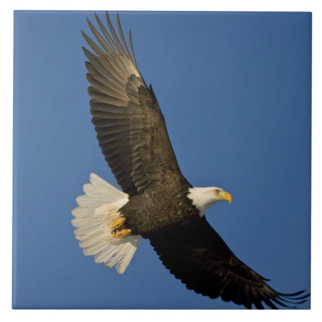 Kvitvingad havsörn, Haliaeetus leucocephalus, Home Kakelplatta (Framsidan)