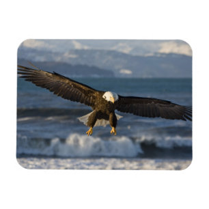 Kvitvingad havsörn, Haliaeetus leucocephalus, Home Magnet