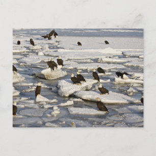 Kvitvingad havsörn, Haliaeetus leucocephalus, Home Vykort
