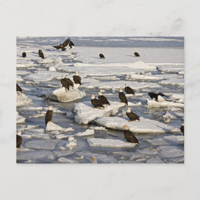 Kvitvingad havsörn, Haliaeetus leucocephalus, Home Vykort (Framsida)
