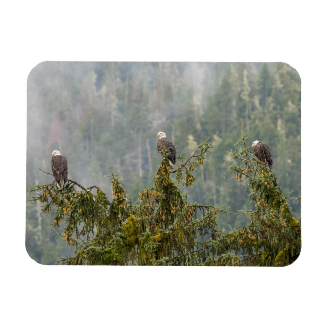 Kvitvingade Örnar | Tongass National Forest Alaska Magnet (Horisontell)