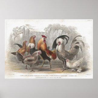 Kyckleri- och hönskalig litografisk utskrift poster