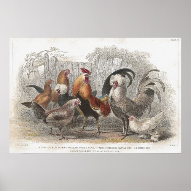 Kyckleri- och hönskalig litografisk utskrift poster (Framsidan)