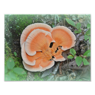Kyckling av Skogen Mushroom Photo Print Fototryck